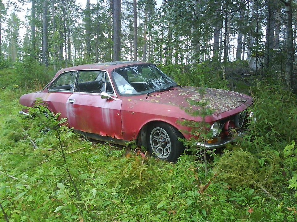 skogs alfa 1.jpg, 428.23 kb, 960 x 720