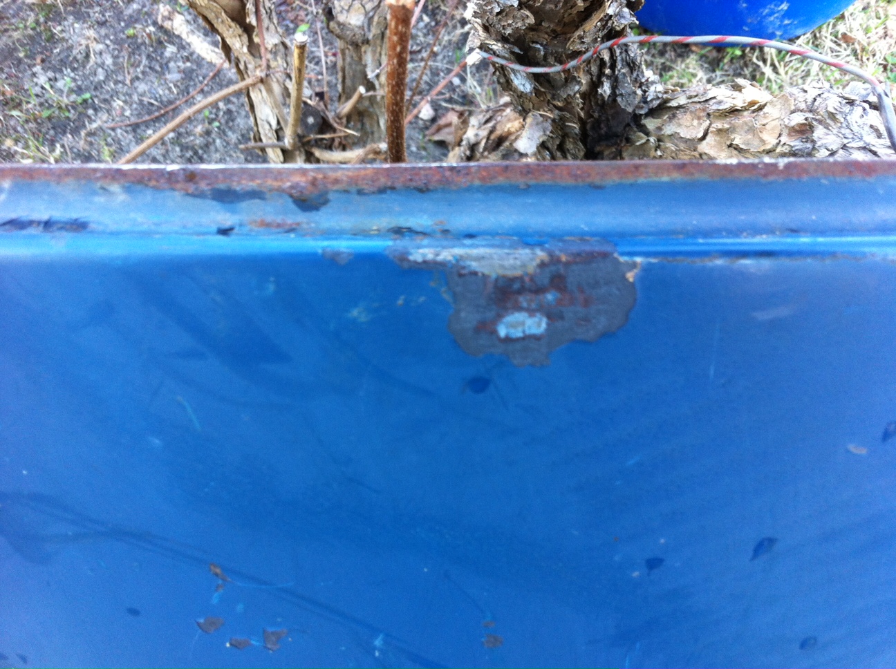 ytrostlucka.JPG, 500.73 kb, 1296 x 968