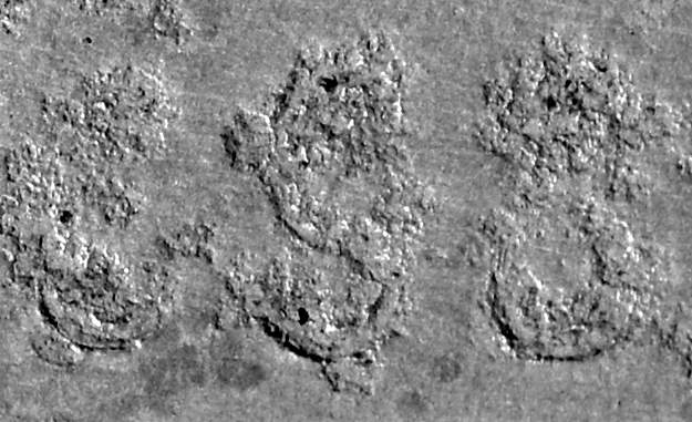 DSC_0328crop.JPG, 46.7 kb, 625 x 381