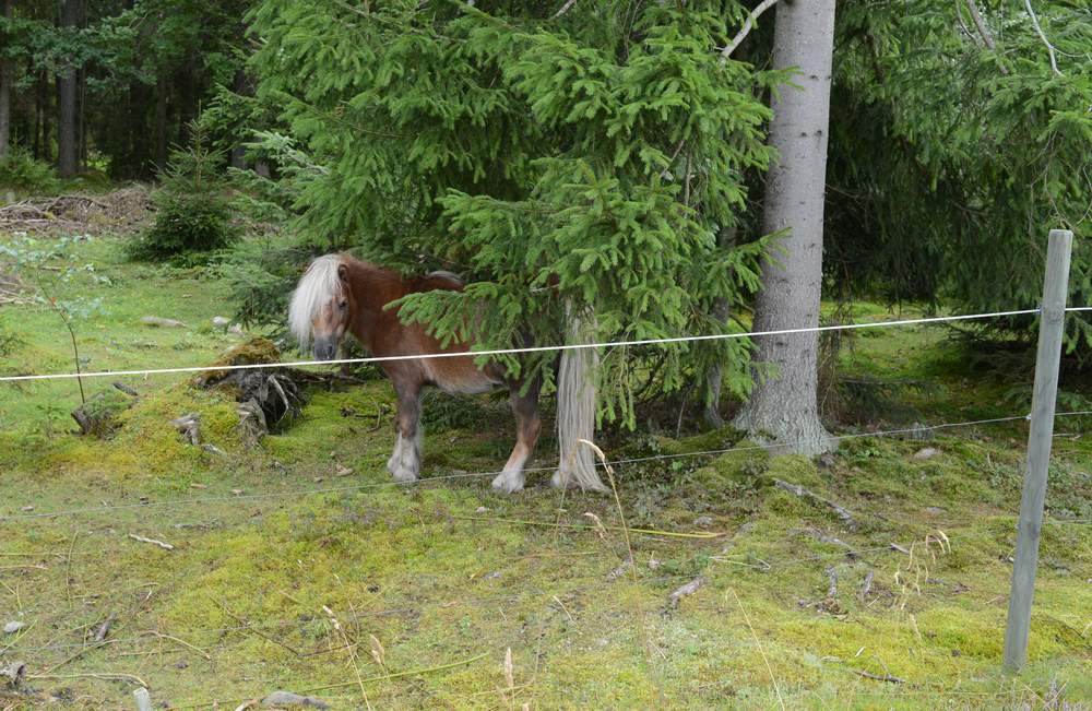 DSC_0389crop.JPG, 133.59 kb, 1000 x 651