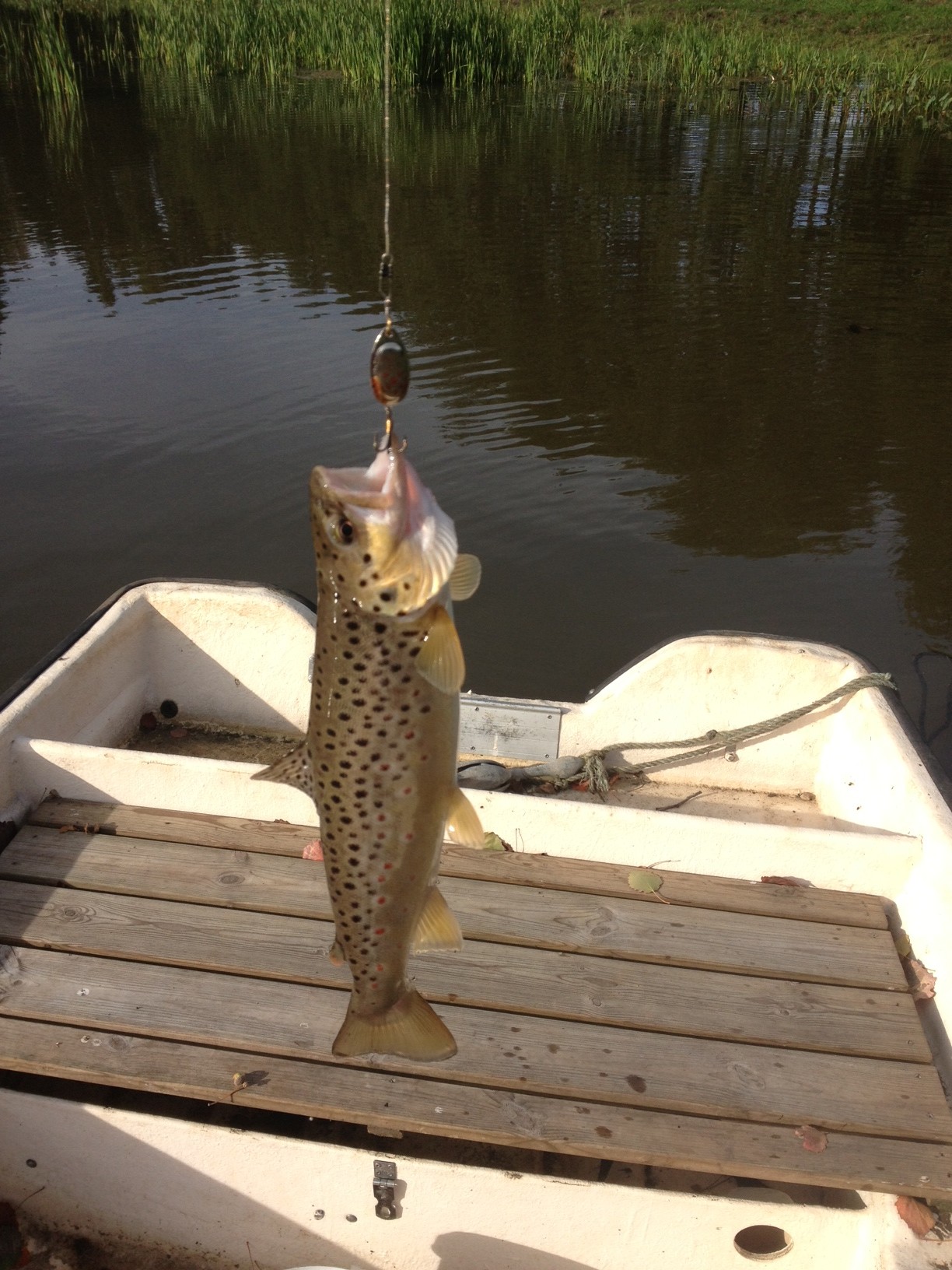 Öring_2.JPG, 447.75 kb, 1224 x 1632