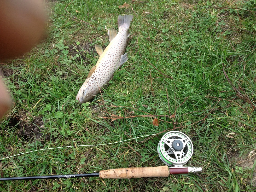 boxerville_2.jpg, 514.59 kb, 980 x 735