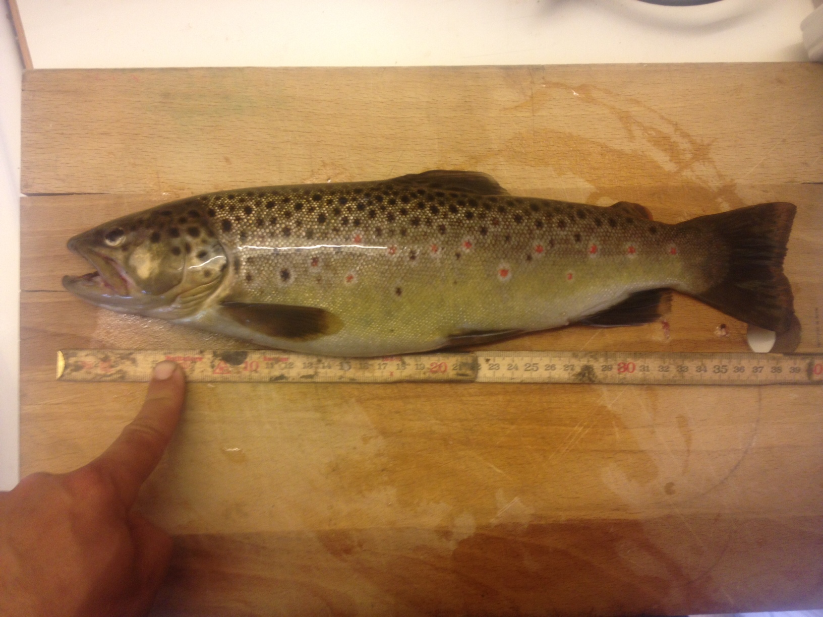 Öring.JPG, 553.65 kb, 1632 x 1224