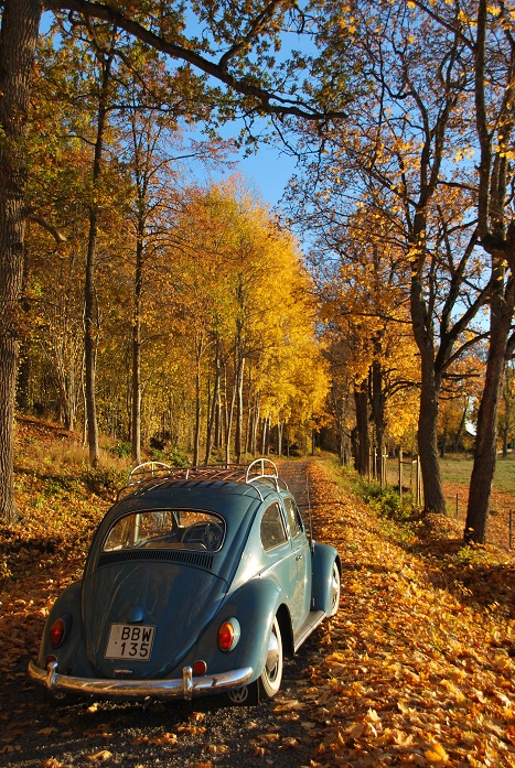 DSC_0466.JPG, 308.35 kb, 467 x 697