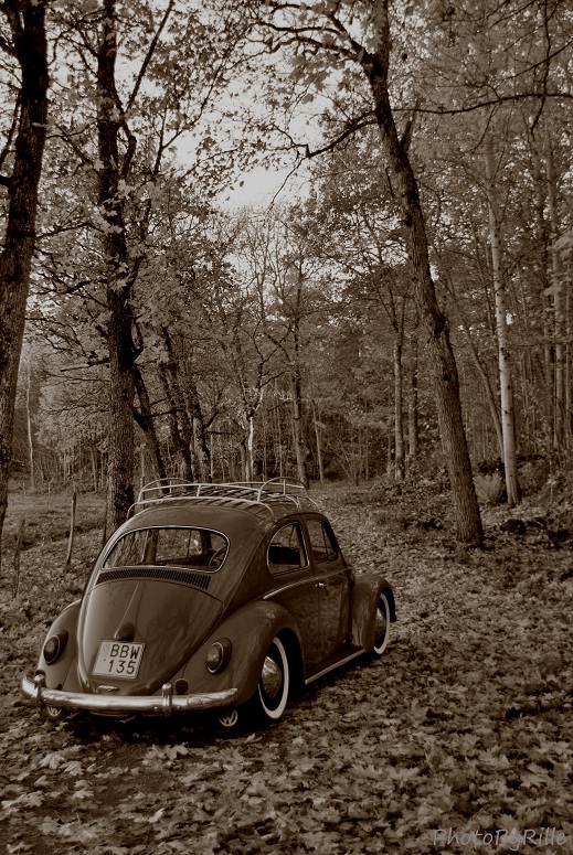 DSC_0433.JPG, 276.37 kb, 519 x 775