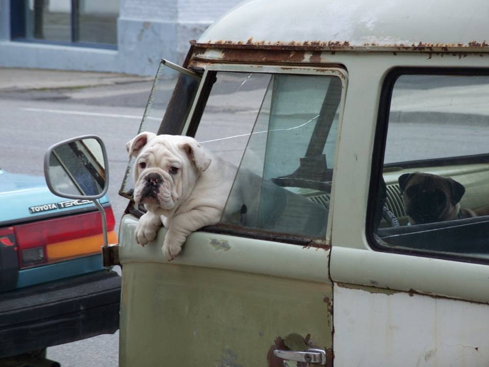 VW-dog1.jpg, 82.66 kb, 1000 x 750