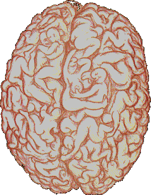 malebrain_inside.gif, 91.17 kb, 300 x 387