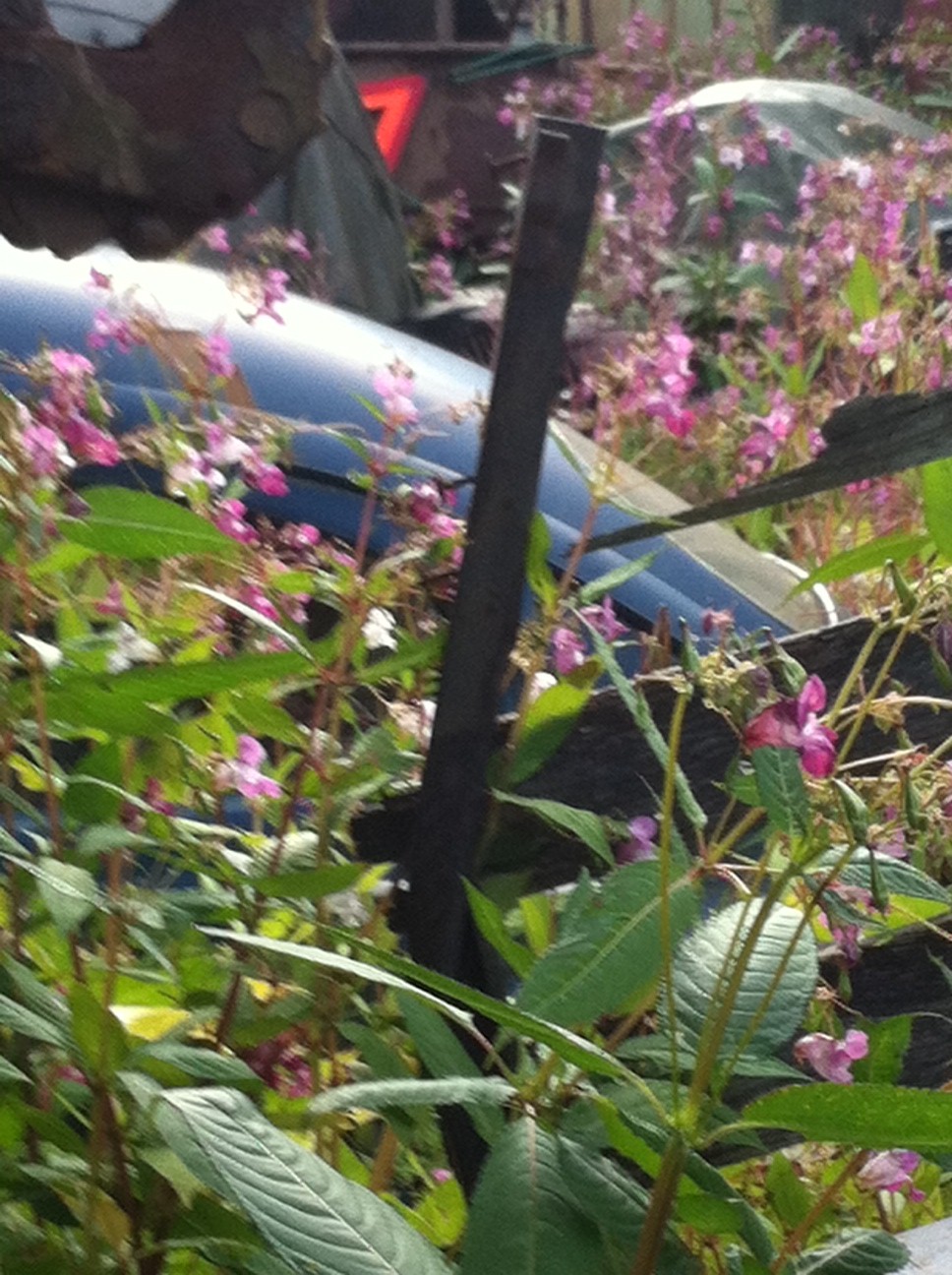 VW 3.JPG, 312.36 kb, 968 x 1296