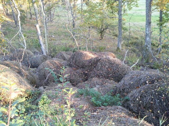 IMG_3165.JPG, 135.55 kb, 640 x 480