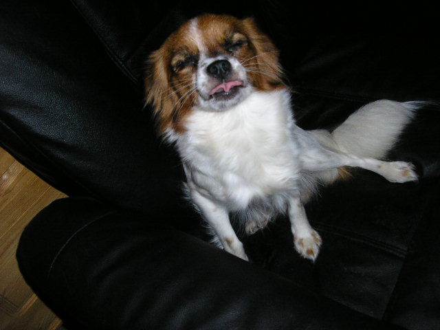 VW Voffswagen.jpg, 54.8 kb, 640 x 480