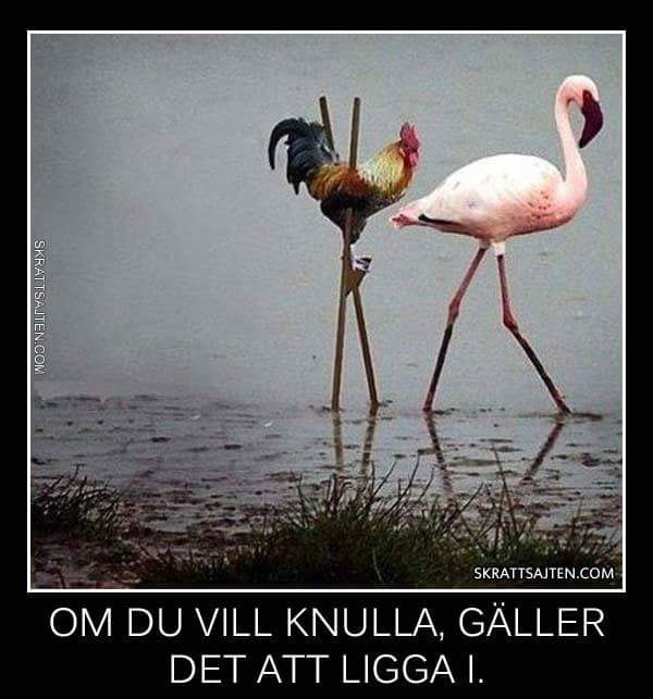 Flamingo.jpg, 64.18 kb, 600 x 643