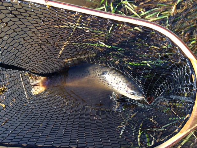 zacs_öring.JPG, 133.56 kb, 640 x 480