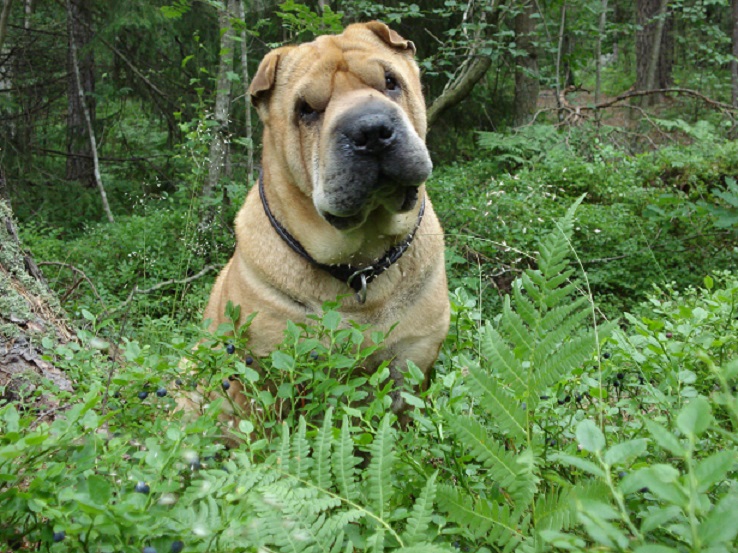 Putte i Blåbärslandet.....jpg, 221.9 kb, 738 x 553