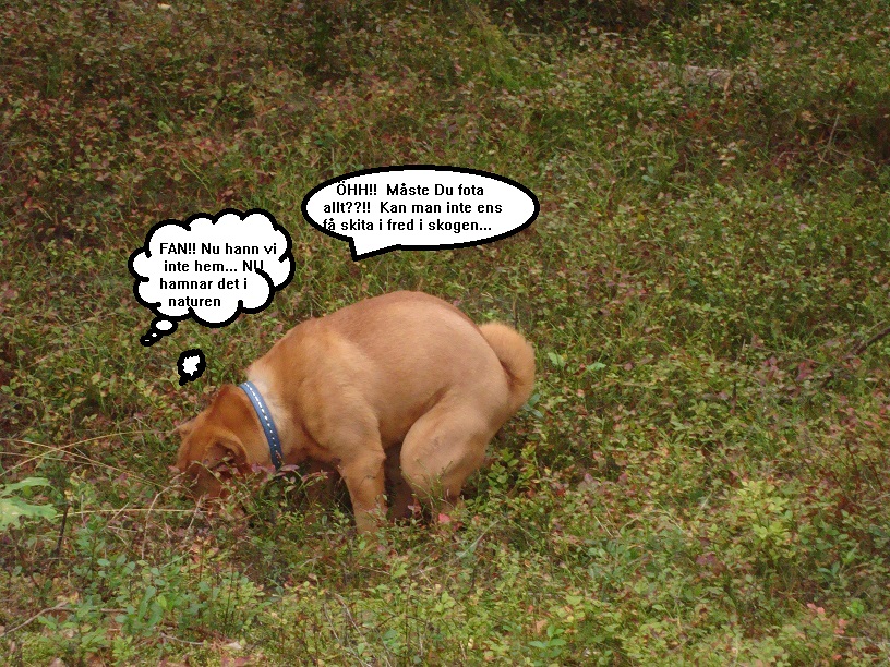 Liten Elsa 3.jpg, 336.99 kb, 816 x 612