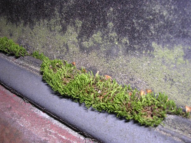 måsen 2.jpg, 165.2 kb, 614 x 461