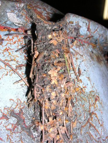 måsen 3.jpg, 128.53 kb, 369 x 491