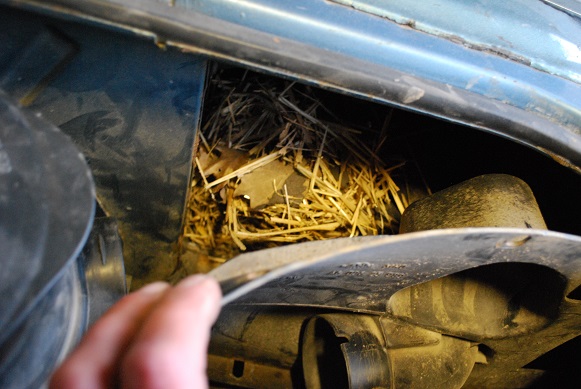 DSC_0185.JPG, 118.26 kb, 581 x 389