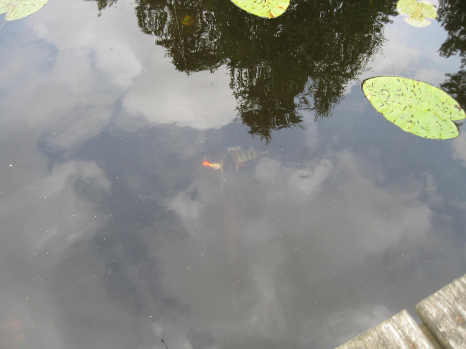 IMG_8930.JPG, 133.28 kb, 1600 x 1200