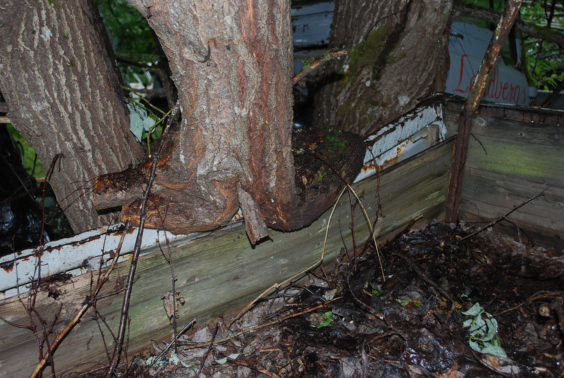 DSC_0231.JPG, 670.71 kb, 1936 x 1296