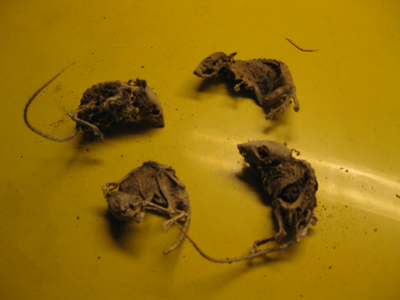 IMG_8985.JPG, 148.54 kb, 1600 x 1200