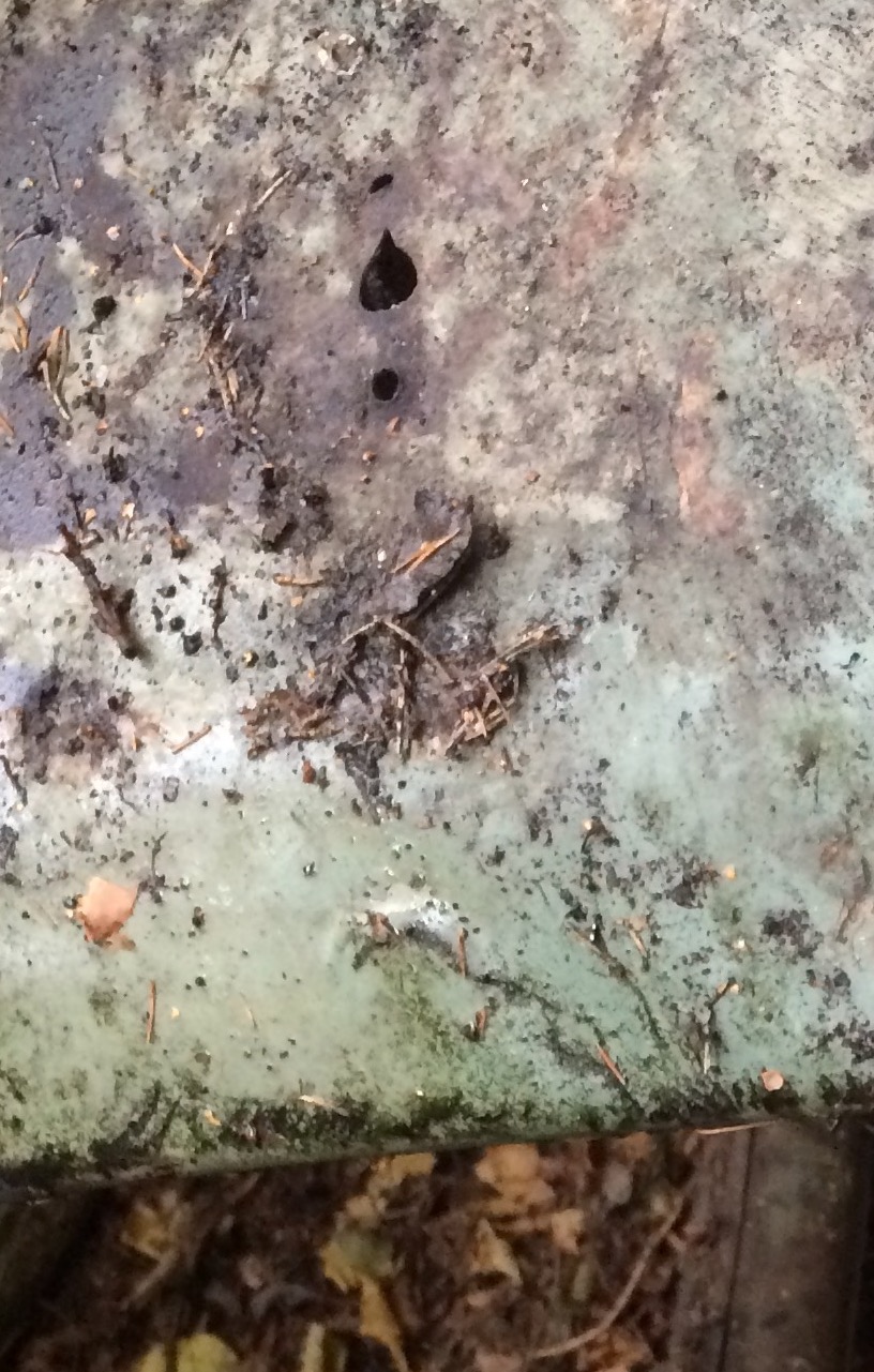 IMG_8599.jpg, 296.43 kb, 816 x 1281