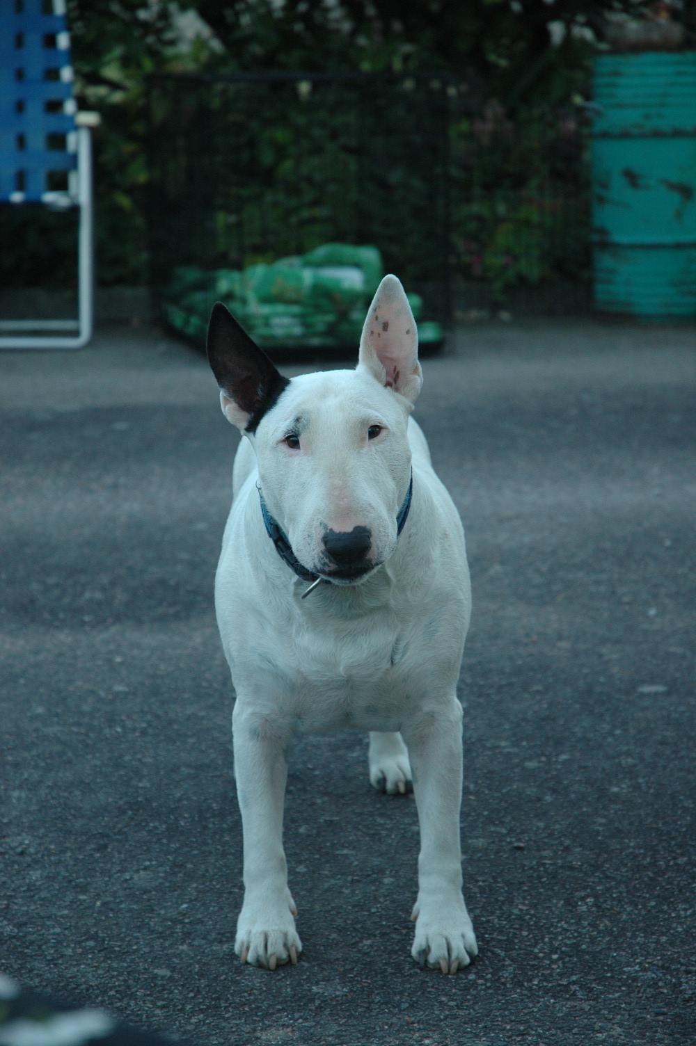 DSC_0015.jpg, 461.38 kb, 1000 x 1504