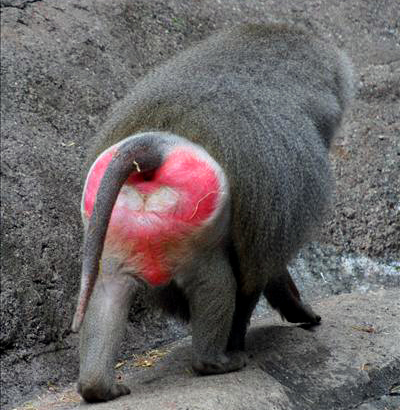 babian-rumpa.jpg, 130.38 kb, 400 x 410