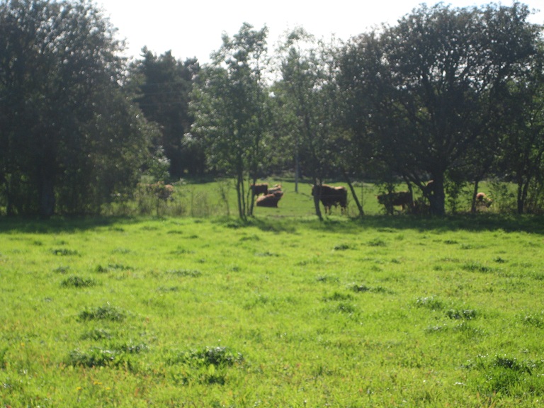 liten longhornflock.jpg, 187.03 kb, 768 x 576