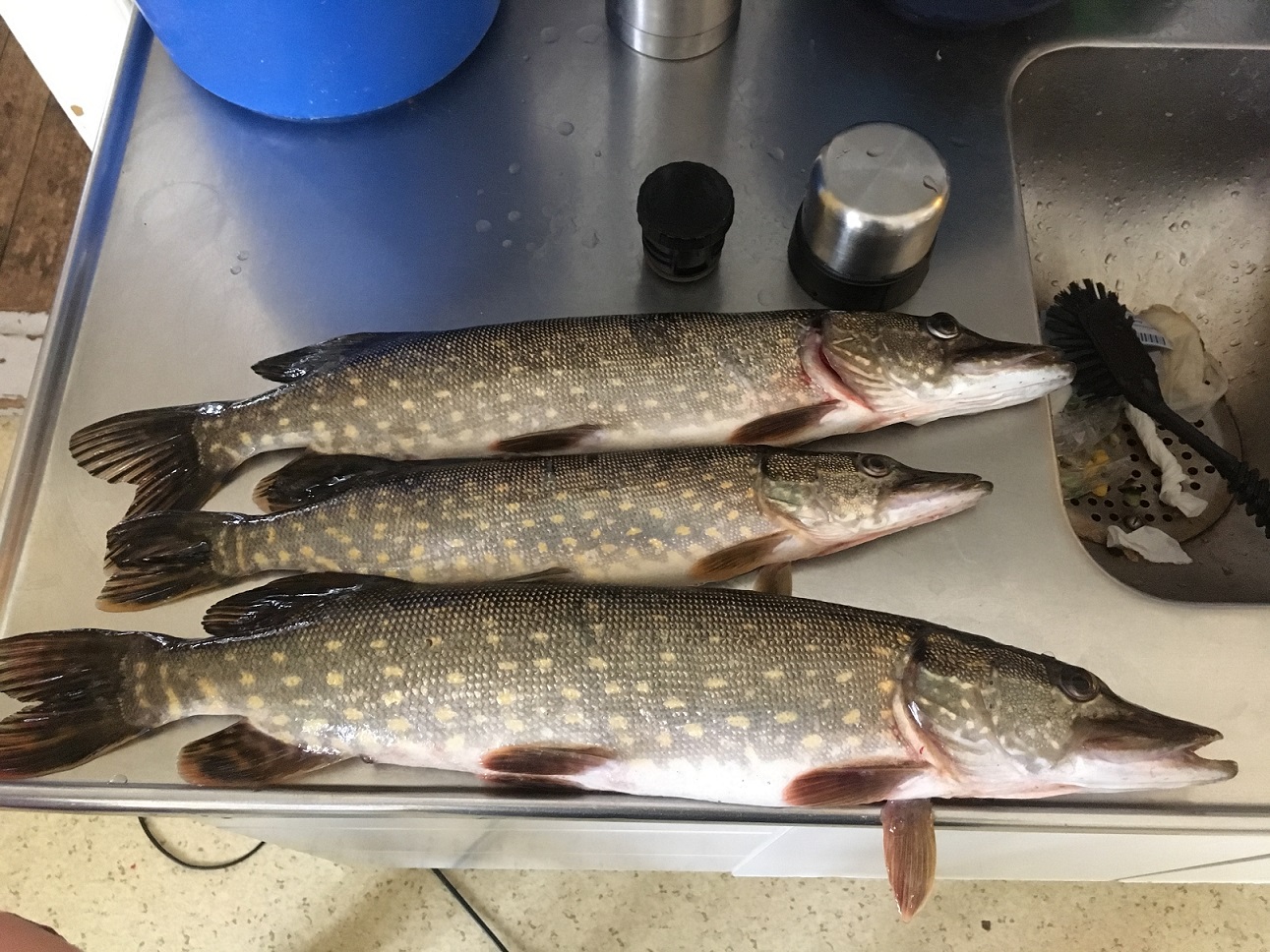 IMG_9666.JPG, 465.05 kb, 1291 x 968