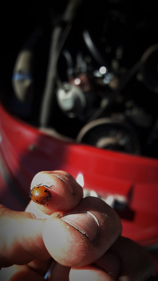 20180414_160557.jpg, 105.96 kb, 519 x 922