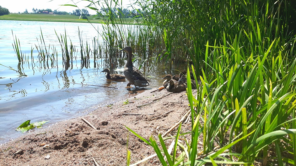 20180610_164039.jpg, 347.31 kb, 943 x 531