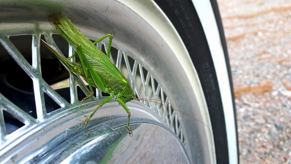 20180901_183316 - kopia.jpg, 173.56 kb, 943 x 531