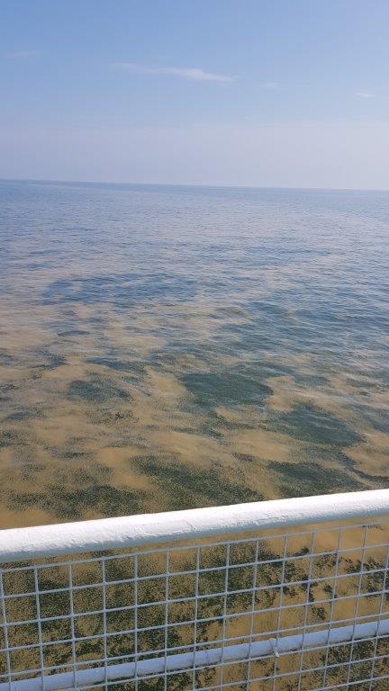 2018-07-31 11.02.55.jpg, 57.18 kb, 432 x 768