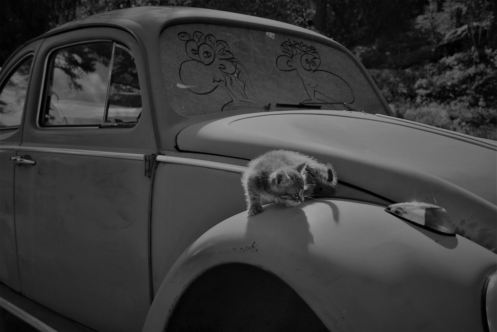 DSC_0747 111m.jpg, 172.83 kb, 968 x 648