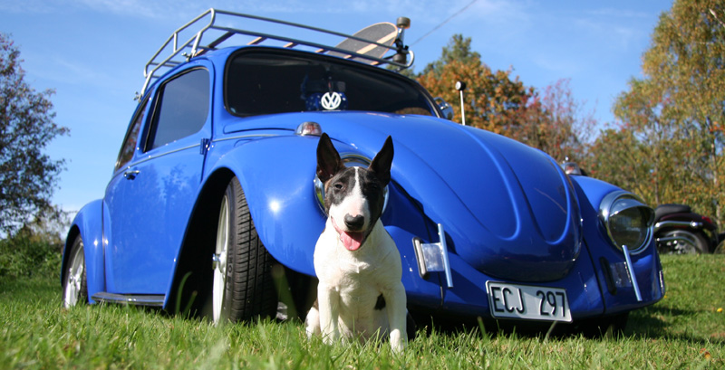 Höstkruuz 077small.jpg, 185.61 kb, 800 x 409