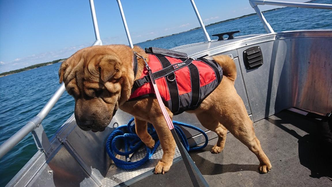 LIten vecka 13.jpg, 125.01 kb, 1152 x 648