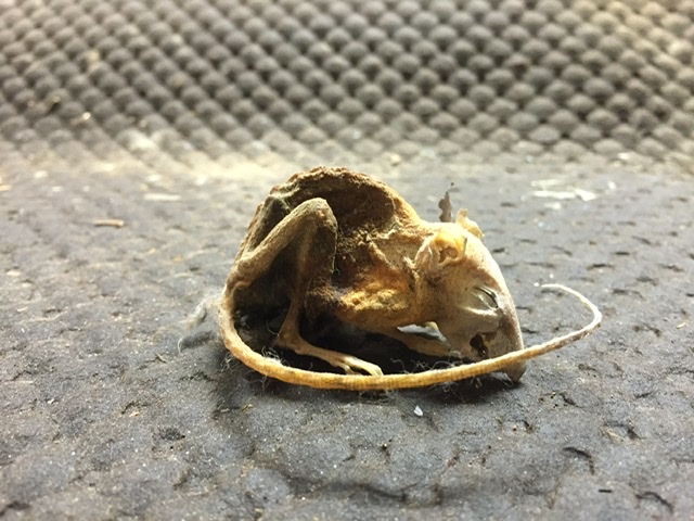 DE3B6418-6669-4160-8EF4-00C0F59C283A.jpeg, 120.54 kb, 640 x 480