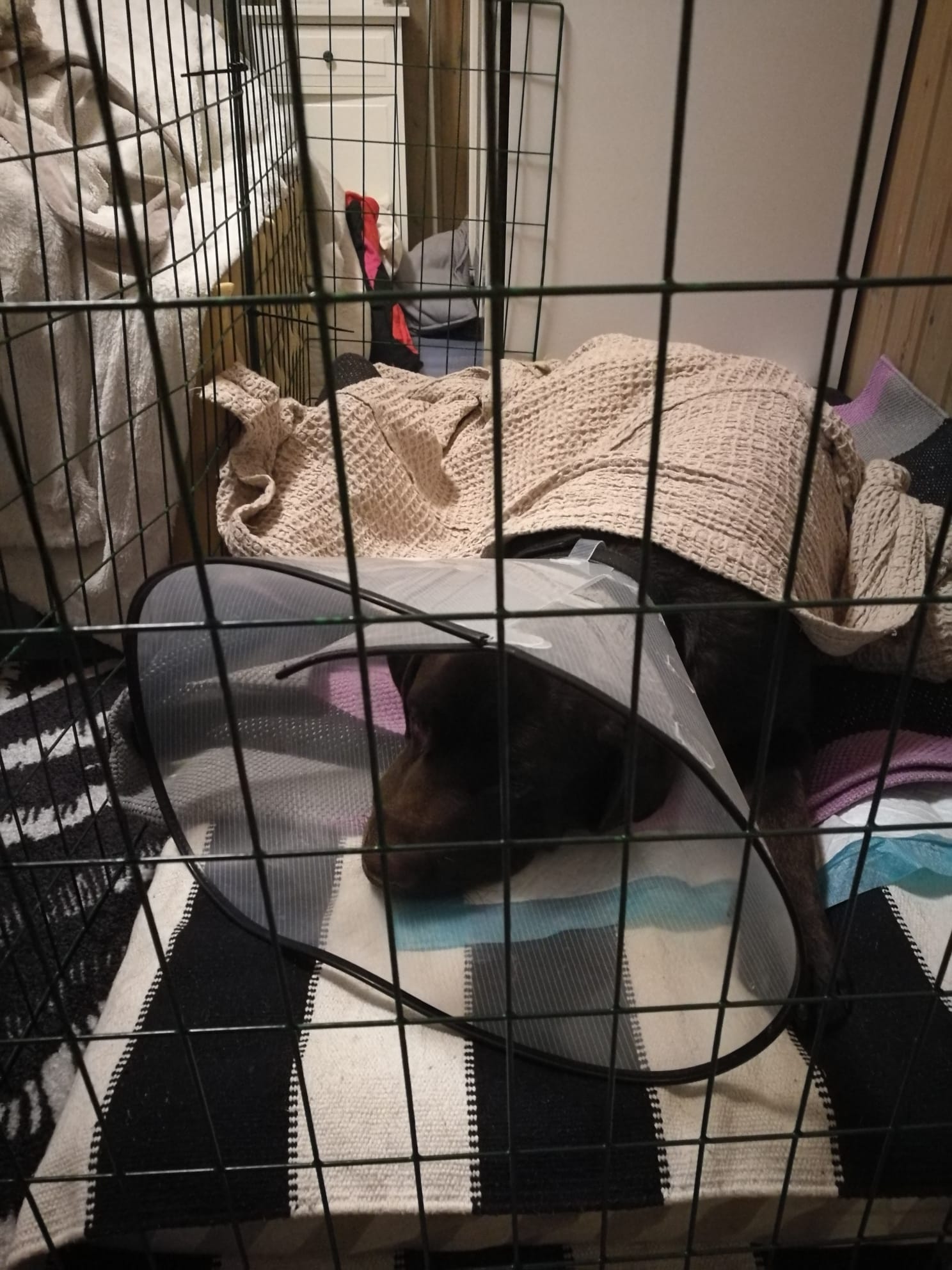 WhatsApp Image 2023-08-10 at 18.27.03.jpeg, 304.09 kb, 1488 x 1984