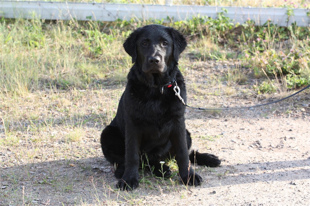 WhatsApp Image 2023-06-26 at 20.13.04 (1).jpeg, 242.4 kb, 1024 x 683