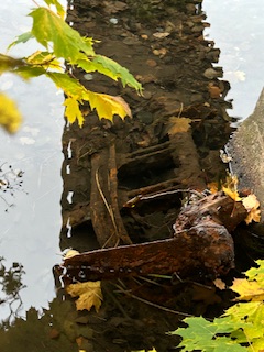 IMG_1661.jpeg, 56.89 kb, 240 x 320