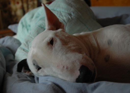 Morgonpia.jpg, 36.5 kb, 531 x 381